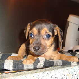 puppy