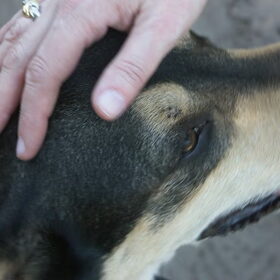 Een en al liefde. Echt een geweldige hond, heel slim en wil voor…