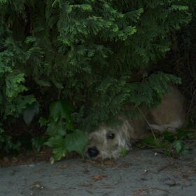 onder de boom..