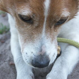 Benji uit het asiel van Weelde, is het beste maatje van Falco…