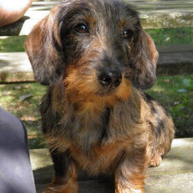 Hondenfoto van nicole & rocky , Bickel en max