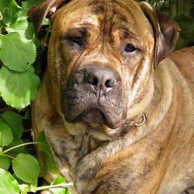 bickel 8md oud