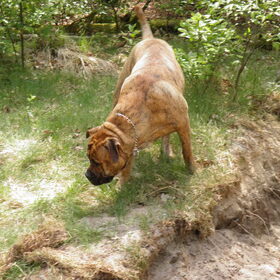 onze breedloper 8 md