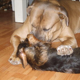 rocky en max