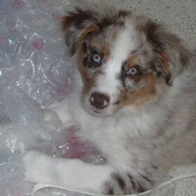 Charlie en een berg plastic