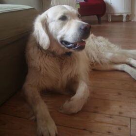 Hondenfoto van Lotte&Guus de Golden*