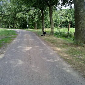 Mila & max in de verte aan het spelen!
