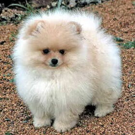 dit is een mooi en schatig hondje!