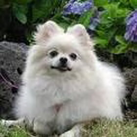 een mooi pomeranian!!