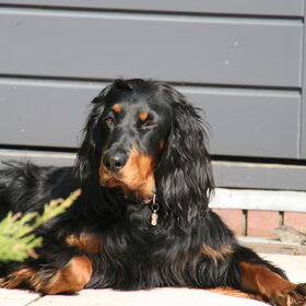 Hondenfoto van Ina, Misty en Aysa
