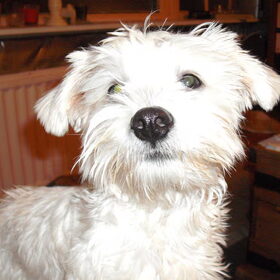 Hondenfoto van bonita