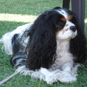 Onze lieve Ruby, overleden 2009