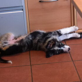 honden (24)