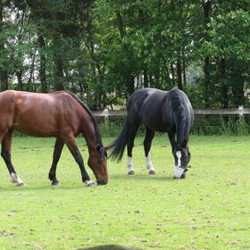 Hondenfoto van liesbeth,Turbo,Luna, Levi en Faith