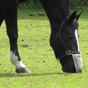 Hondenfoto van liesbeth,Turbo,Luna, Levi en Faith