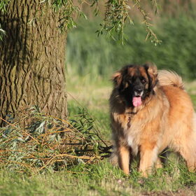 Hondenfoto van team Shadow