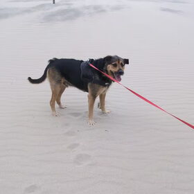 Hondenfoto van Claudia & Tank