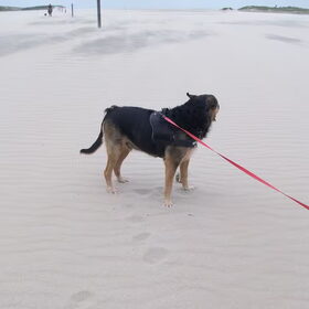Hondenfoto van Claudia & Tank