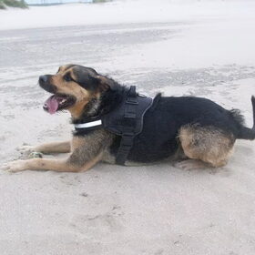 Hondenfoto van Claudia & Tank
