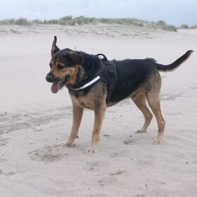 Hondenfoto van Claudia & Tank