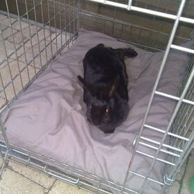dit is appie,het konijn, die soms denk dat ze hond is haha…