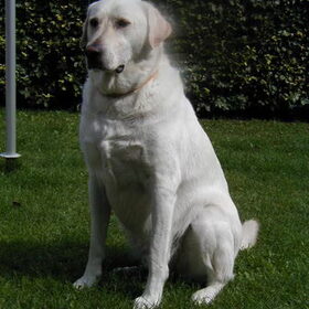 In 2003 kwamen we in Nederland terug, maar nu samen met Buddy…