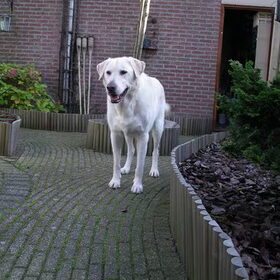 Hier een van de laatste foto's van Buddy.