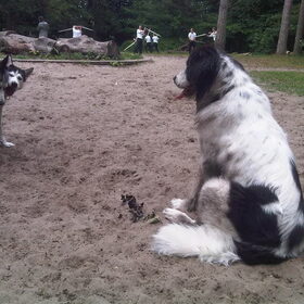 Hondenfoto van Shamilla & Zena