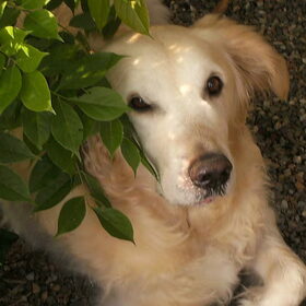 SimbaXXX