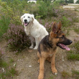Max met onze andere hond Daana!!