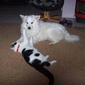 Hondenfoto van lilianne&toto