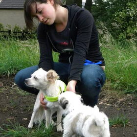 Hondenfoto van Melissa, Dempsey, Taiko, Minos & *Nina*