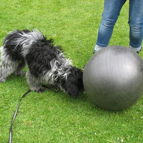 workshop Treiball