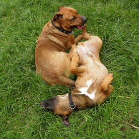 Hondenfoto van patricia,  *Spikey* Nino & Lola