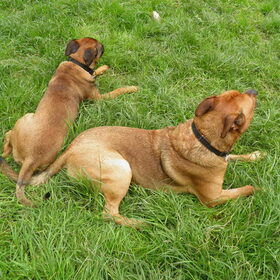 Hondenfoto van patricia,  *Spikey* Nino & Lola