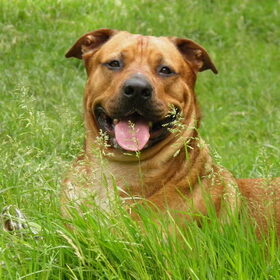 Hondenfoto van patricia,  *Spikey* Nino & Lola