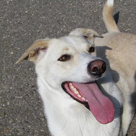 Dit is sita. De hond van mijn vriend. Sita heeft alles over voor…