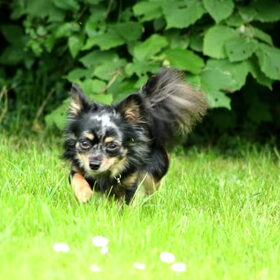 Hoog he dat gras haha