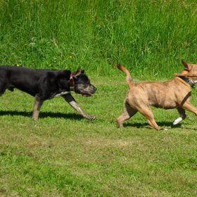 Run Zazou Run!