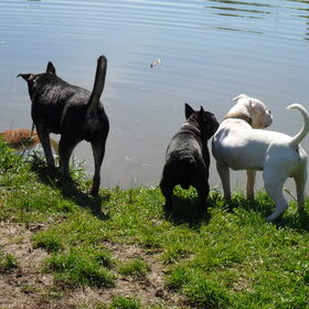 Rufus, Binkie en Zorran