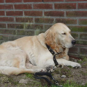 Hondenfoto van Janneke