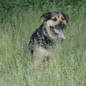 Hondenfoto van Claudia & Tank