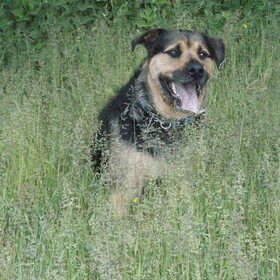Hondenfoto van Claudia & Tank