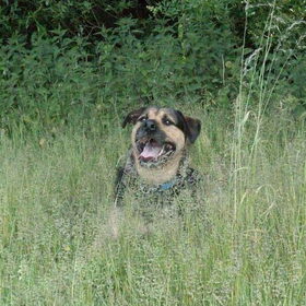 Hondenfoto van Claudia & Tank