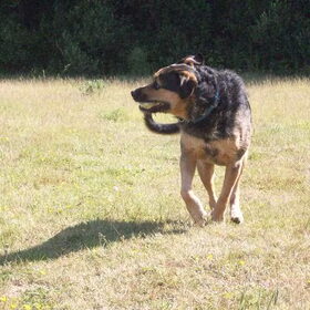 Hondenfoto van Claudia & Tank