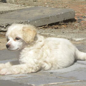 Onze puppy Boomer