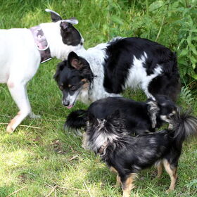 Lady, Andor, Jayla en Deamon