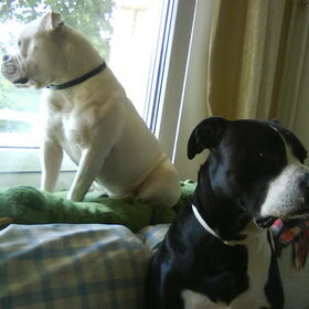 Hondenfoto van Melissa---Rocco&Lady
