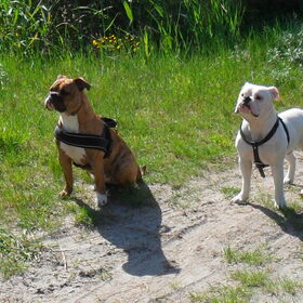 Zazou & Zorran