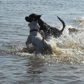 Zorran en Rufus
